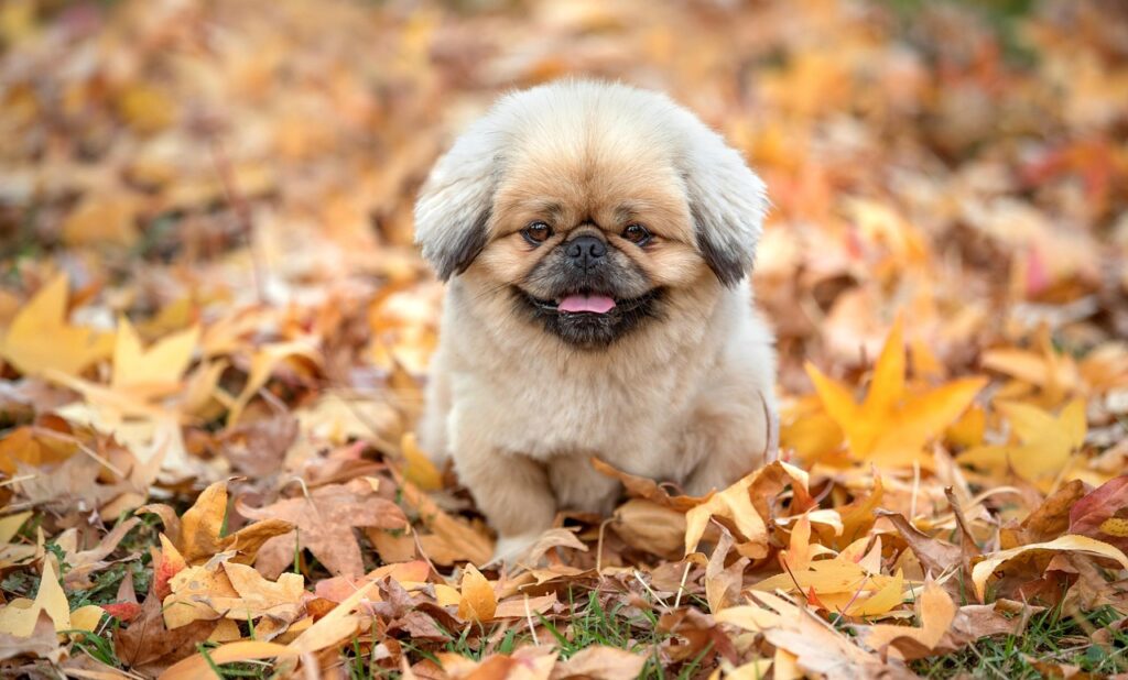 タロットワンオラクルのやり方を初心者が理解するためのポイントは？