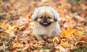 タロットワンオラクルのやり方を初心者が理解するためのポイントは？