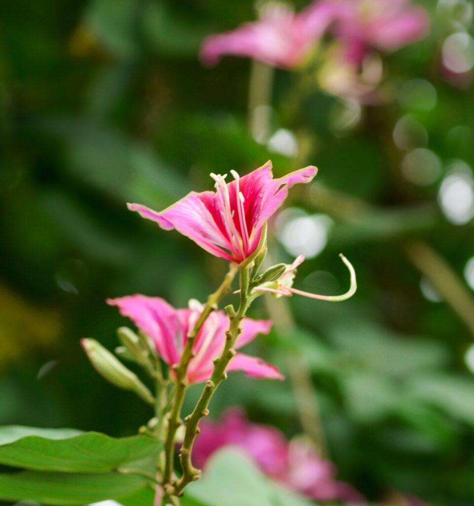 タロットカード初心者に最初におすすめのデッキは？