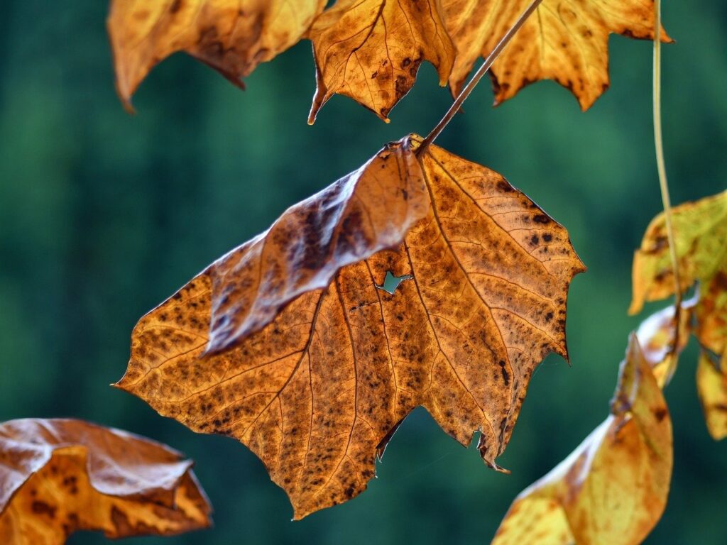 吊るされた男タロットの逆位置が示す意味とは？