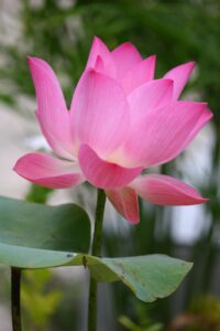 節制のタロットカードが示す意味とは？