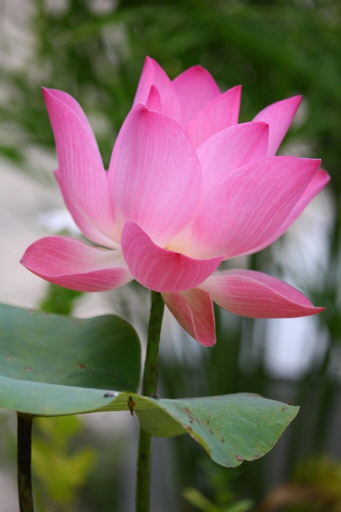 節制のタロットカードが示す意味とは？