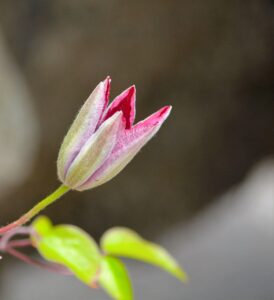 タロット初心者が相談する際に知っておくべきポイントは？